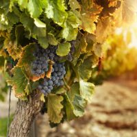 Wine-making